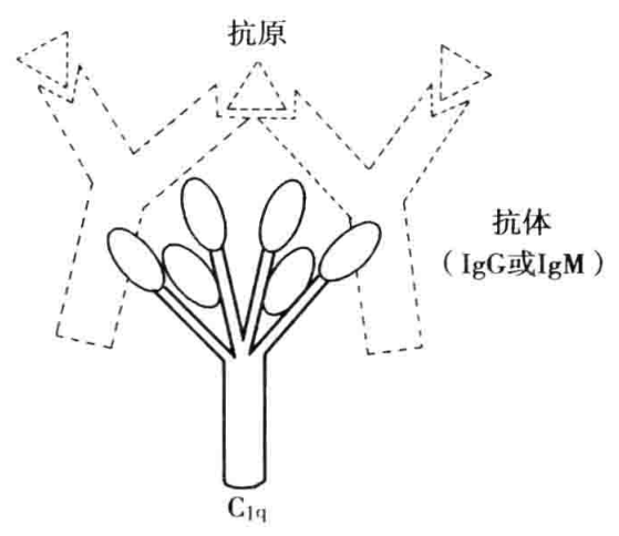 图4-2 C1q结合lg补体结合点示意图